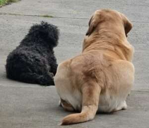 Marley and Angus