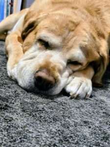 Marleys Munchies- 10yrs old