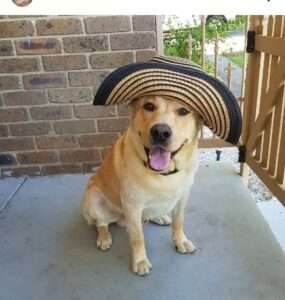 Did someone say Tacos?