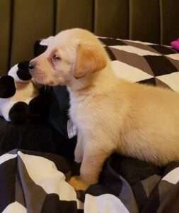 Puppy Marley watching Toy Story