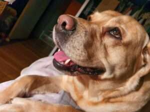 Marley-Image