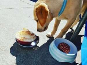 Marleys Munchies- Dog Cafe, puppy years