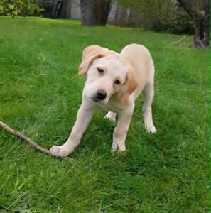 Marley 13 weeks