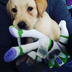 Marley Puppy