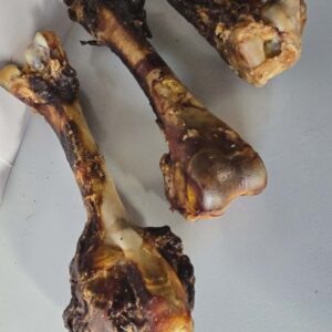 Kangaroo Femur