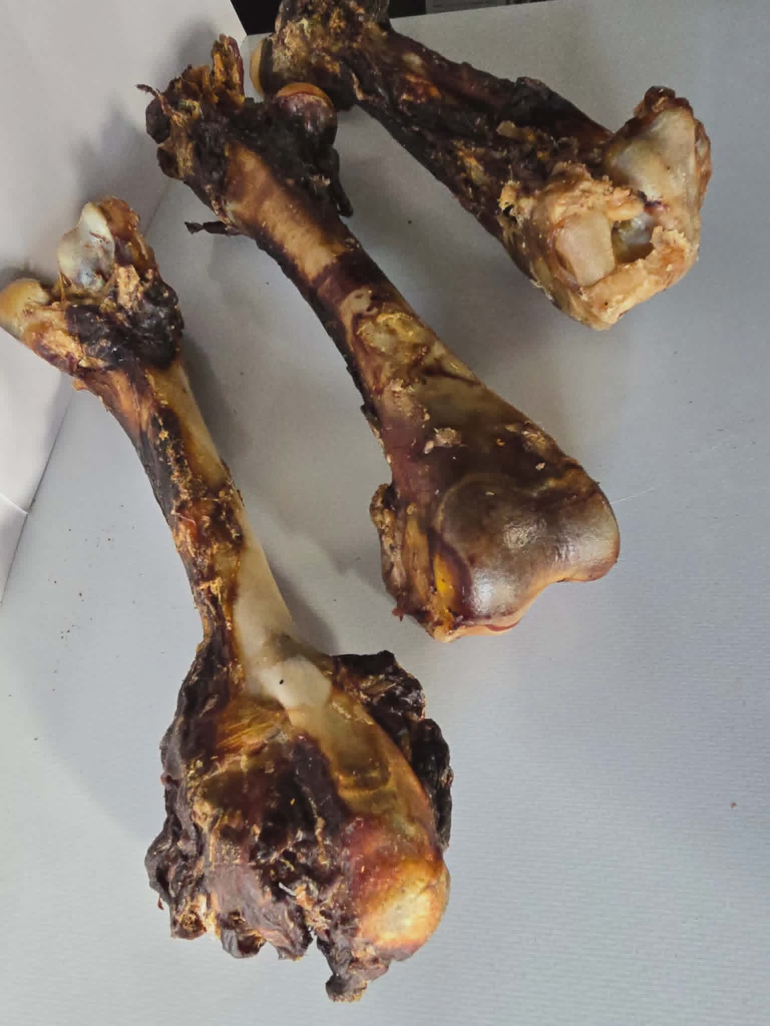 Kangaroo Femur